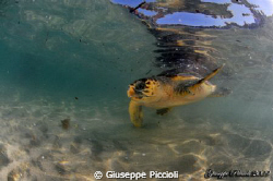 Watching under the surface by Giuseppe Piccioli 
